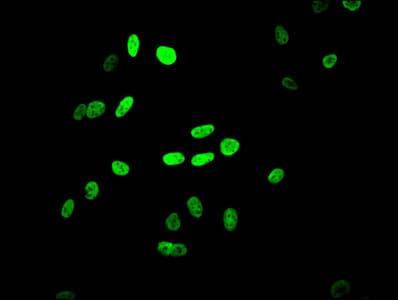 HIST1H4I Antibody