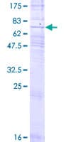 Human P2RY8 / P2Y8 Protein (Recombinant GST)