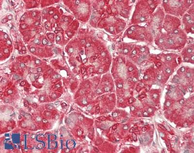 IHC-plus™ GSK3A / GSK3 Alpha Antibody