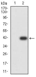 TFAP2B / AP2 Beta Antibody (clone 6E7H11)
