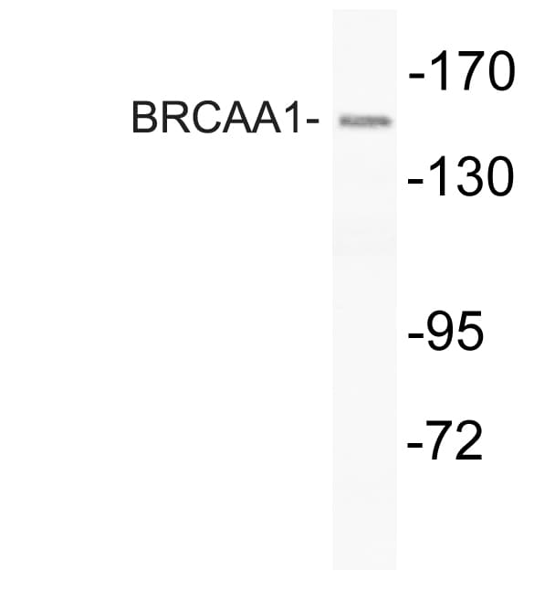 ARID4B Antibody (aa761-810)