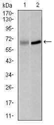 PLK1 / PLK-1 Antibody (Amino Acid: 331-508, clone 3C11)