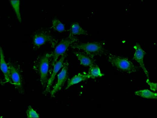 IHC-plus™ LDHC / Lactate Dehydrogenase C Antibody