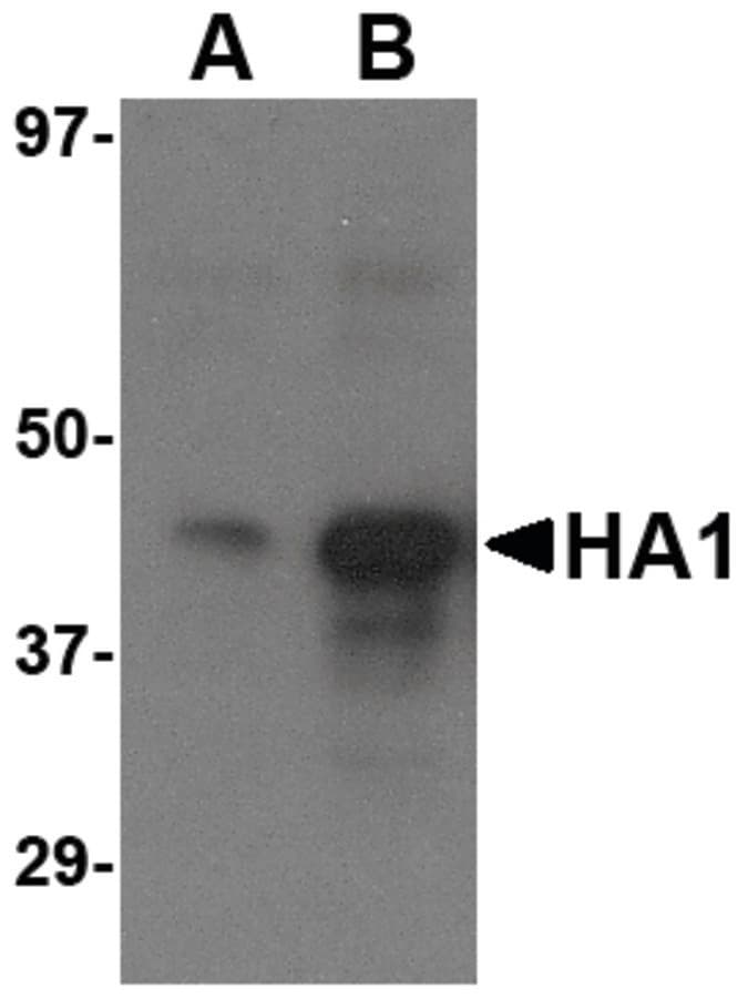 Influenza A Virus Hemagglutinin Antibody