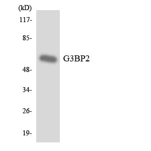 Polyclonal Rabbit anti-Human G3BP2 Antibody (aa432-481, WB)