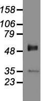 Monoclonal Mouse anti-Human GAD1 / GAD67 Antibody (clone OTI3G9, IHC, WB)