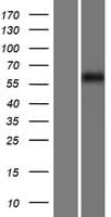 FKBP9 Protein (Over-Expression Lysate Myc-DDK (Flag))