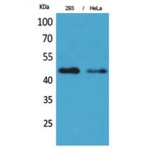 Polyclonal Rabbit anti-Human IDH1 / IDH Antibody (N-Terminal, WB)
