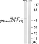 MMP17 Antibody (aa110-159)
