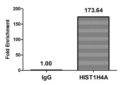 Polyclonal Rabbit anti-Human HIST1H4I Antibody (IF, WB)