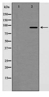 NOTCH1 Antibody