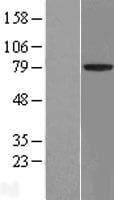 ACCN4 / ASIC4 Protein (Over-Expression Lysate Myc-DDK (Flag))