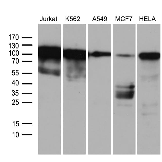 TCF12 / HEB Antibody (clone OTI2E11)