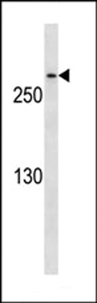 CDK5RAP2 Antibody