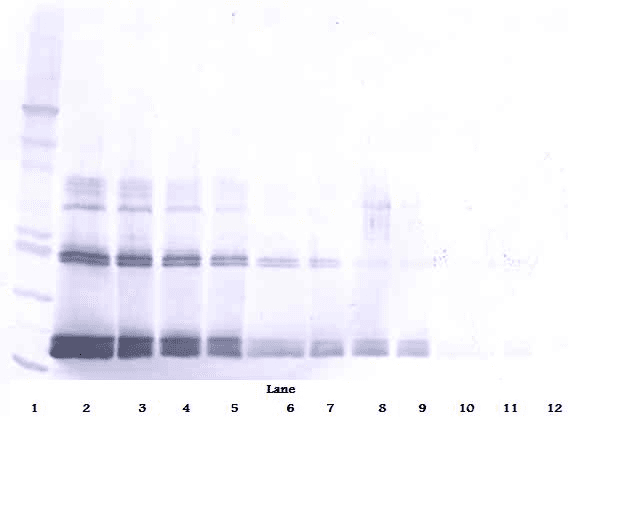 IHC-plus™ IFNL2 / IL28A Antibody