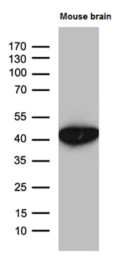 SEPT3 / Septin 3 Antibody (clone OTI3F4)