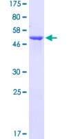 Human EFHD2 Protein (Recombinant GST)
