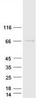 Human WFIKKN2 / GASP-1 Protein (Recombinant Myc-DDK (Flag))