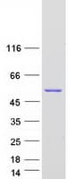Human PPOX Protein (Recombinant Myc-DDK (Flag))