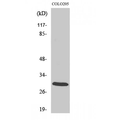 YWHAZ / 14-3-3 Zeta Antibody (40-120 aa)