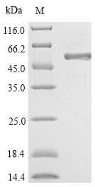 Trichoderma 6GAL Protein (Recombinant 6His, N-terminus)