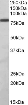 IHC-plus™ ZBTB24 / BIF1 Antibody (aa232-245)