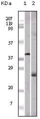 Monoclonal Mouse anti-Human APOM / Apolipoprotein M Antibody (clone 10C3G5, IF, WB)