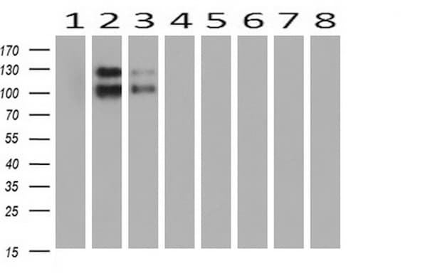 PCDH7 Antibody (clone OTI2G6)