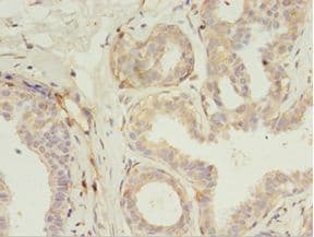 RERG Antibody (aa1-199, FITC)
