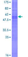 Human OR5I1 / OR5I Protein (Recombinant GST)