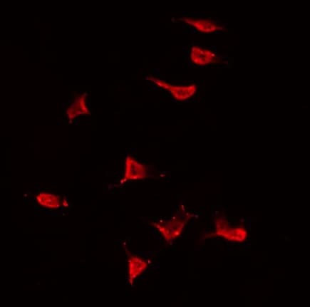 MAP3K13 / LZK Antibody