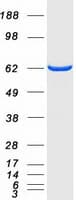 Human NT5C2 Protein (Recombinant Myc-DDK (Flag))