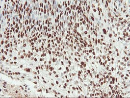 SAMHD1 Antibody (clone OTI1A1, Carrier-free)