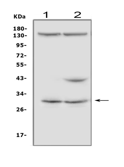 IGFBP5 Antibody