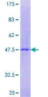 Human RERGL / FLJ22655 Protein (Recombinant GST)