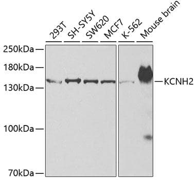 KCNH2 / HERG Antibody