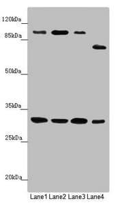 IF3mt / MTIF3 Antibody