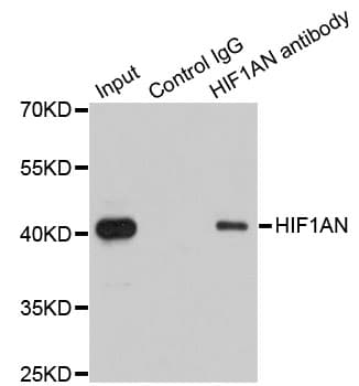 Polyclonal Rabbit anti-Human HIF1AN Antibody (IHC, IF, WB)