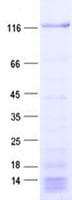 Human PDZRN4 Protein (Recombinant His, N-Terminal)
