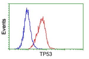 TP53 / p53 Antibody (clone OTI5E2)