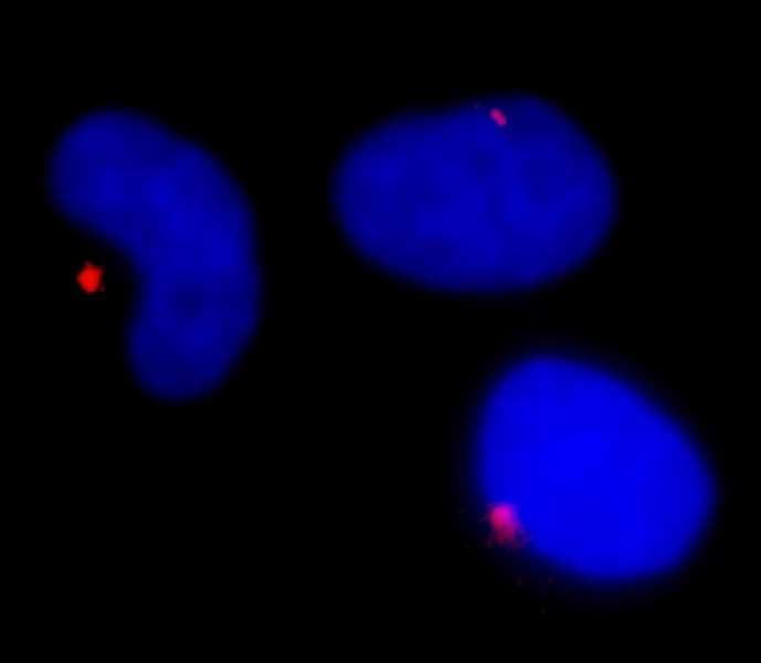 Polyclonal Rabbit anti-Human PCNT / Pericentrin Antibody (aa175-225, IF)