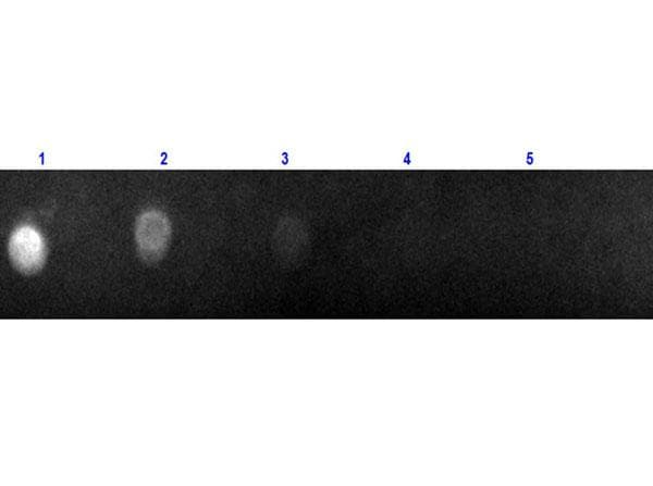 Rabbit Anti-Goat IgG Secondary Antibody (TR)
