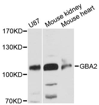 GBA2 Antibody