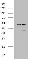 DAP3 Antibody (aa161-398, clone OTI1B12)