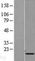 HIST1H3G Protein (Over-Expression Lysate Myc-DDK (Flag))