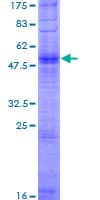 Human OR2W3 Protein (Recombinant GST)