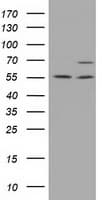 MPP3 Antibody (clone OTI8B11)