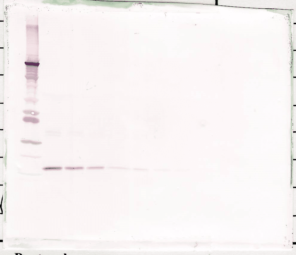 IL-10 Antibody