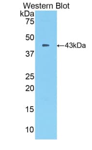 IFN Gamma / Interferon Gamma Antibody (aa23-156, APC)