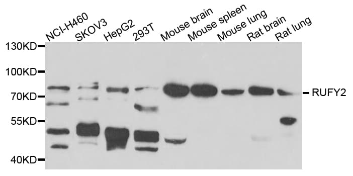 RUFY2 Antibody